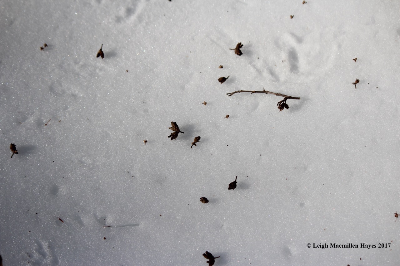 h-witch-hazel-scattered