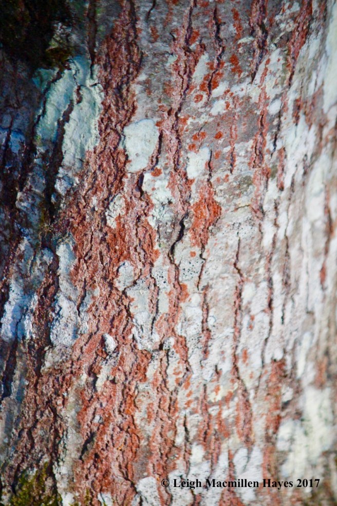 h1-red-oak-bark