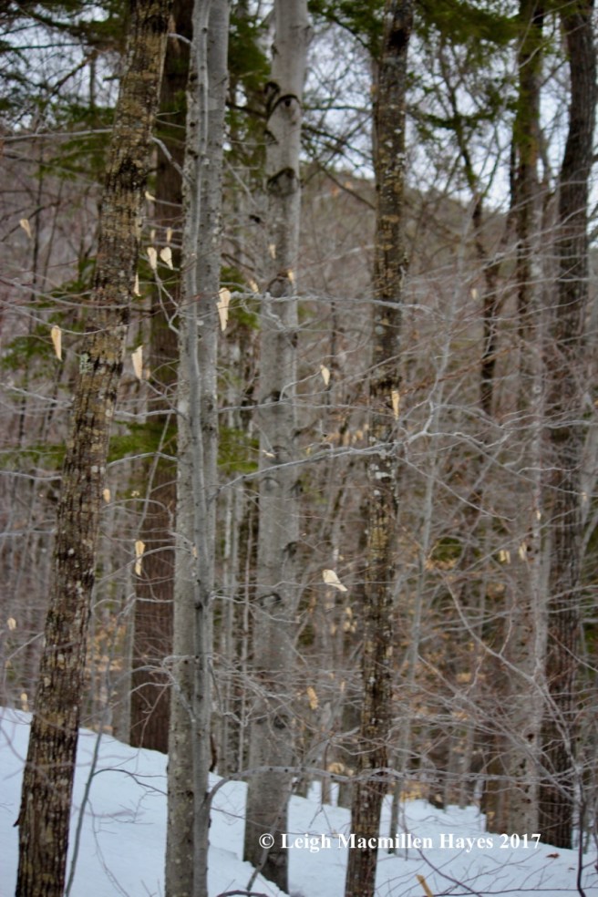 m10-summit-in-distance