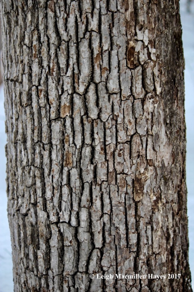 m11-white-oak-bark