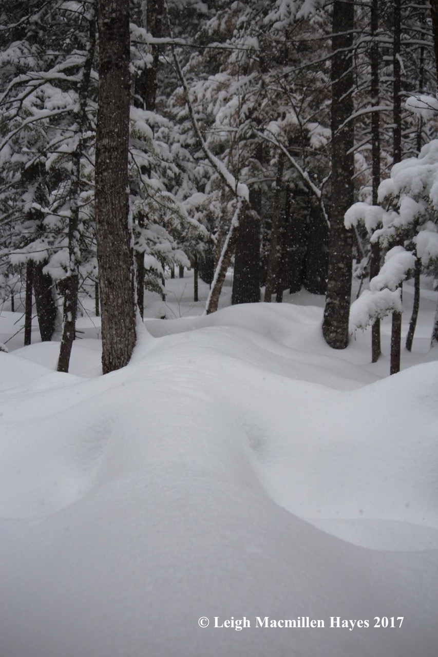 p-lea-mlsc-boardwalk-1