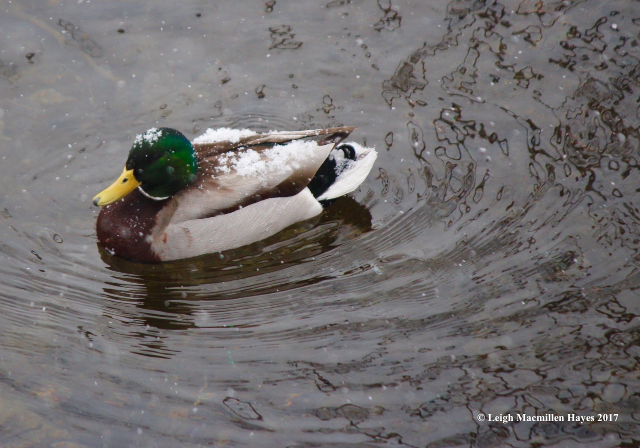 p-male-mallard