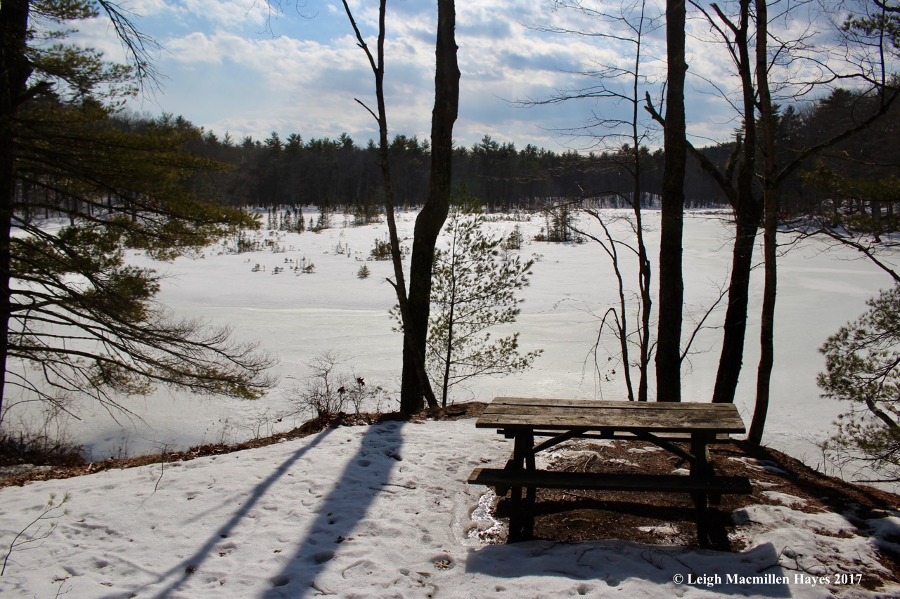 s-beaver-bog-from-table