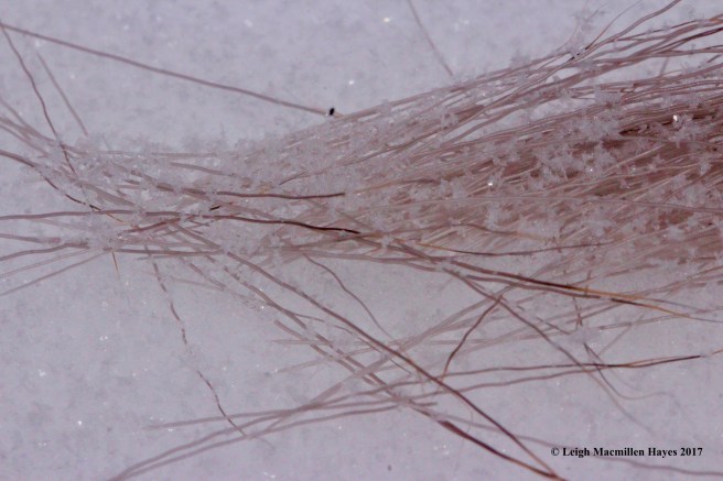 s-deer-hair-on-ground