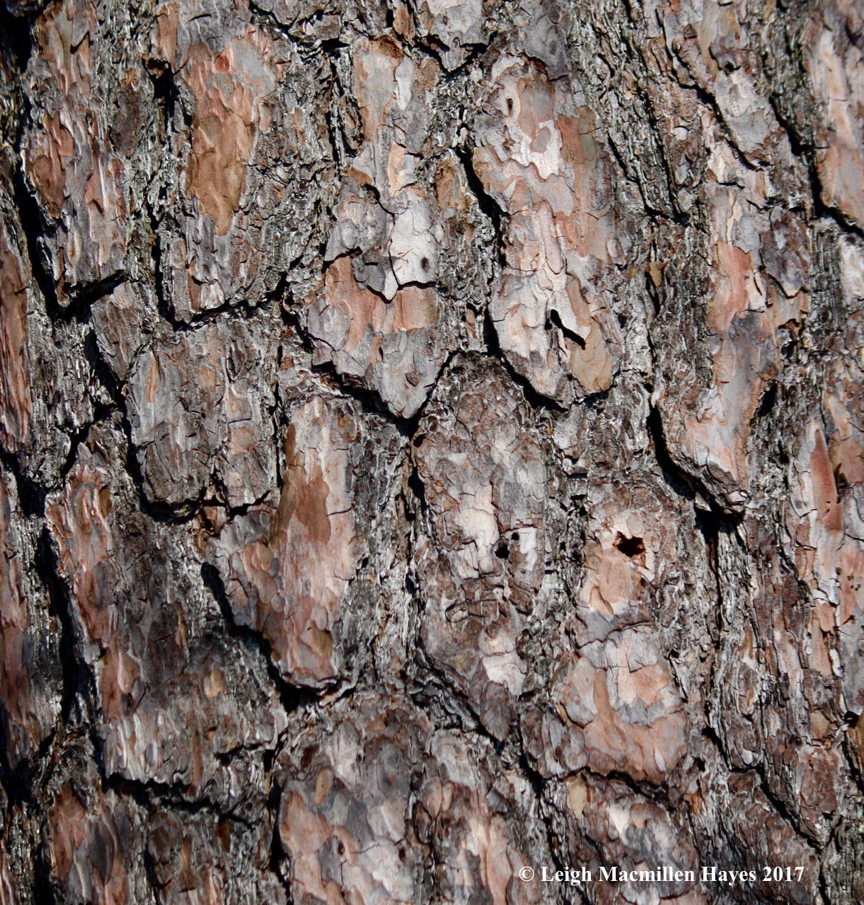 s-pitch-pine-bark-1