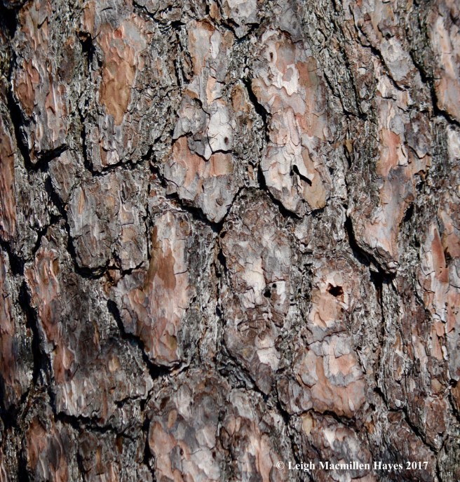 s-pitch-pine-bark-1