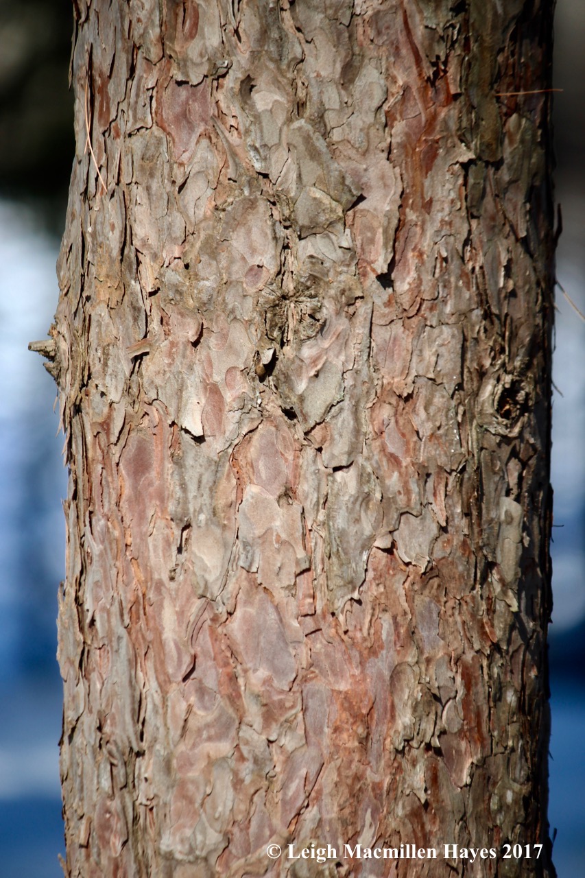 s-red-pine-bark