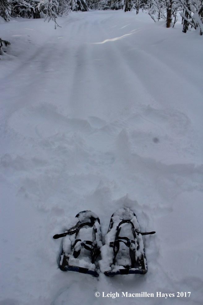 s-snow-angel-in-trail