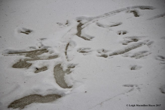 v-vernal-pool-action