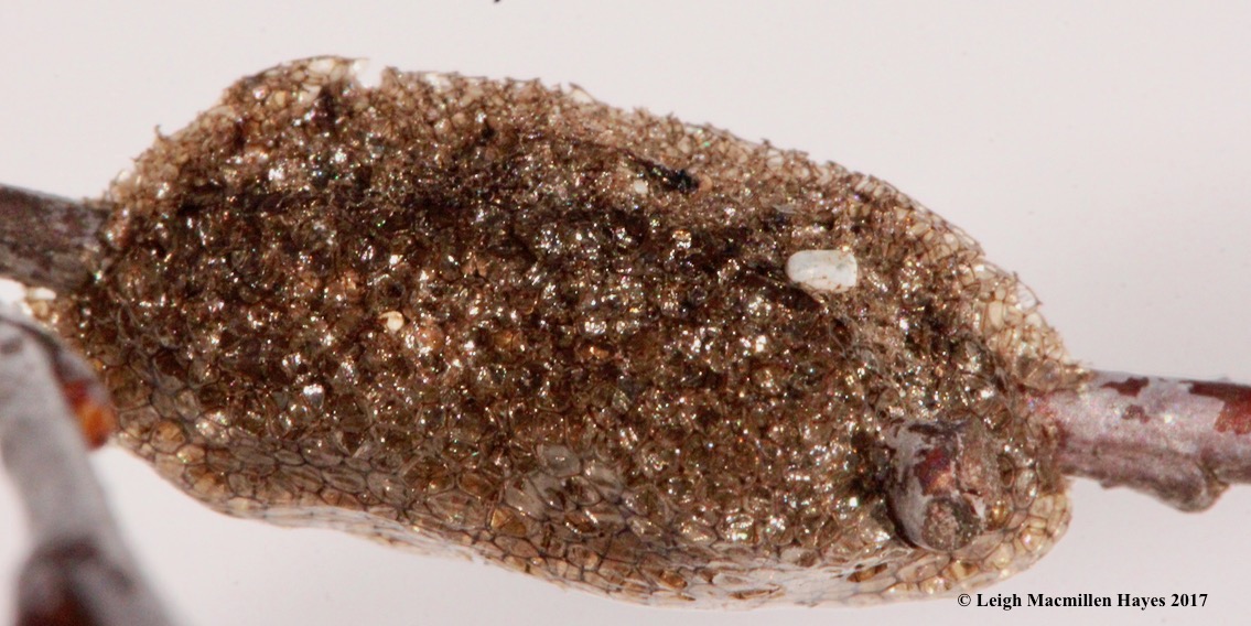 a-tent caterpillar egg mass 1