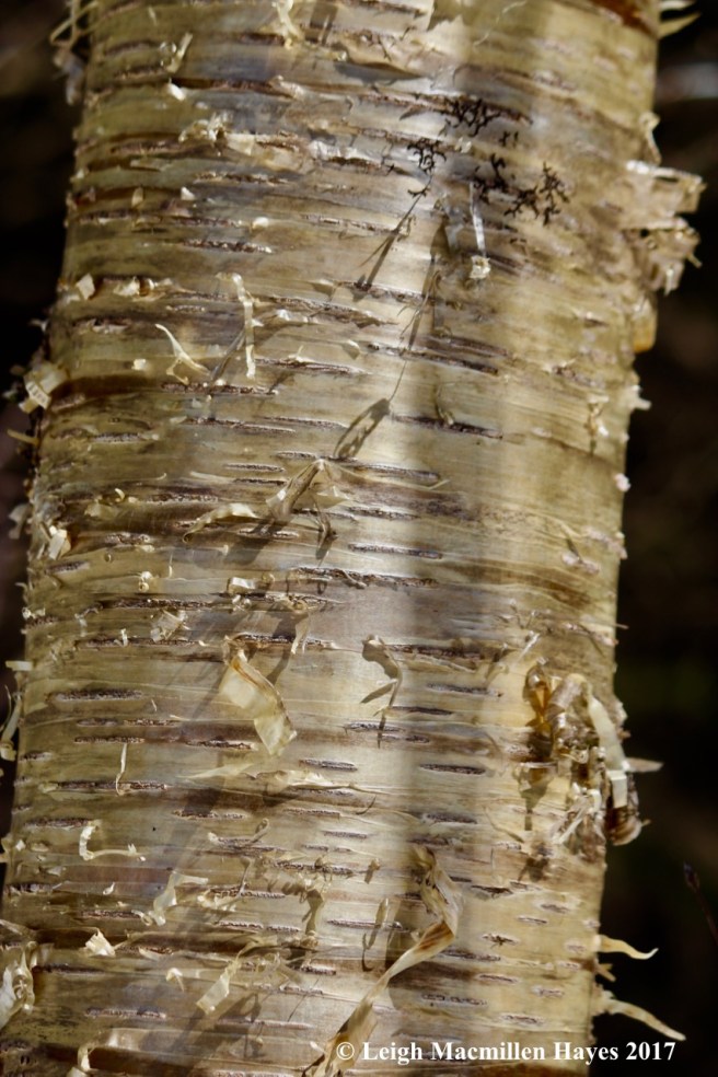 a-yellow birch