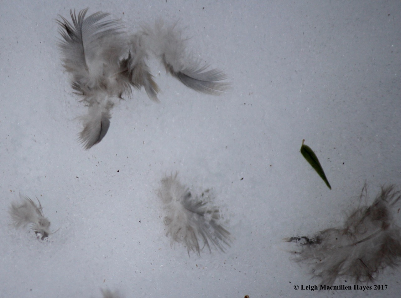 b-junco and hemlock needle