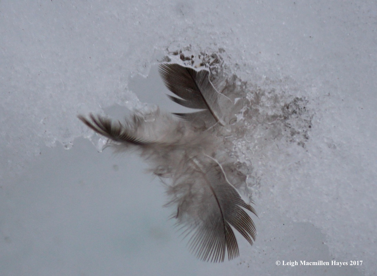 b-junco feathers 2