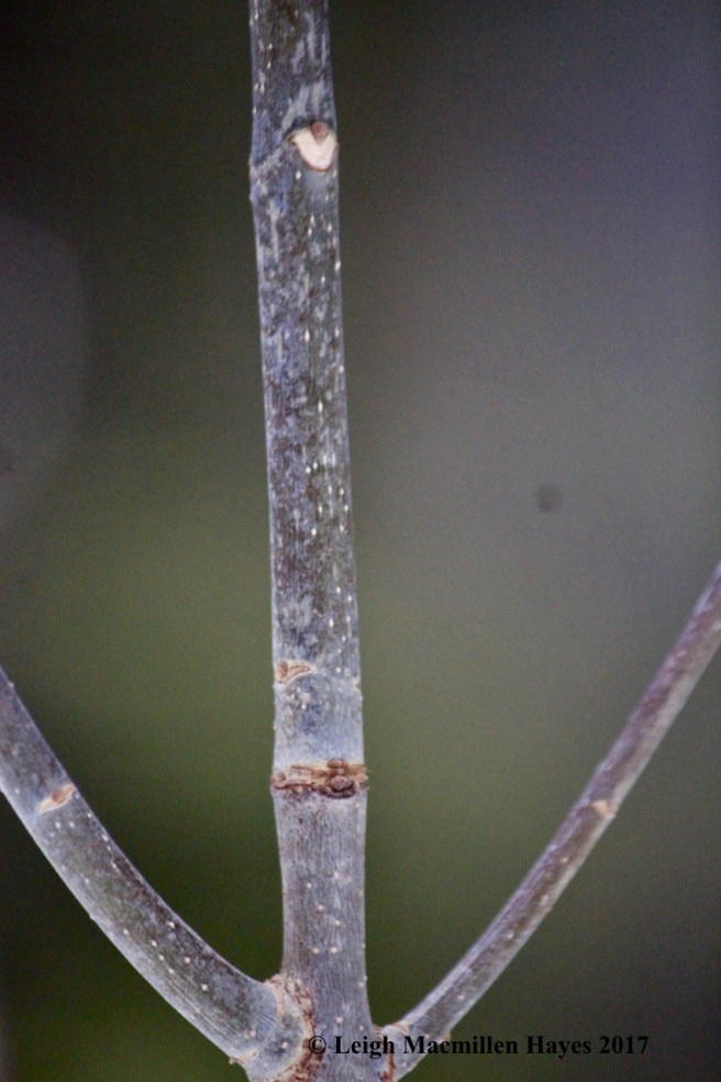 b-white ash opposite