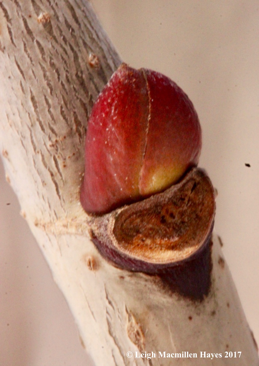 f-basswood lateral bud