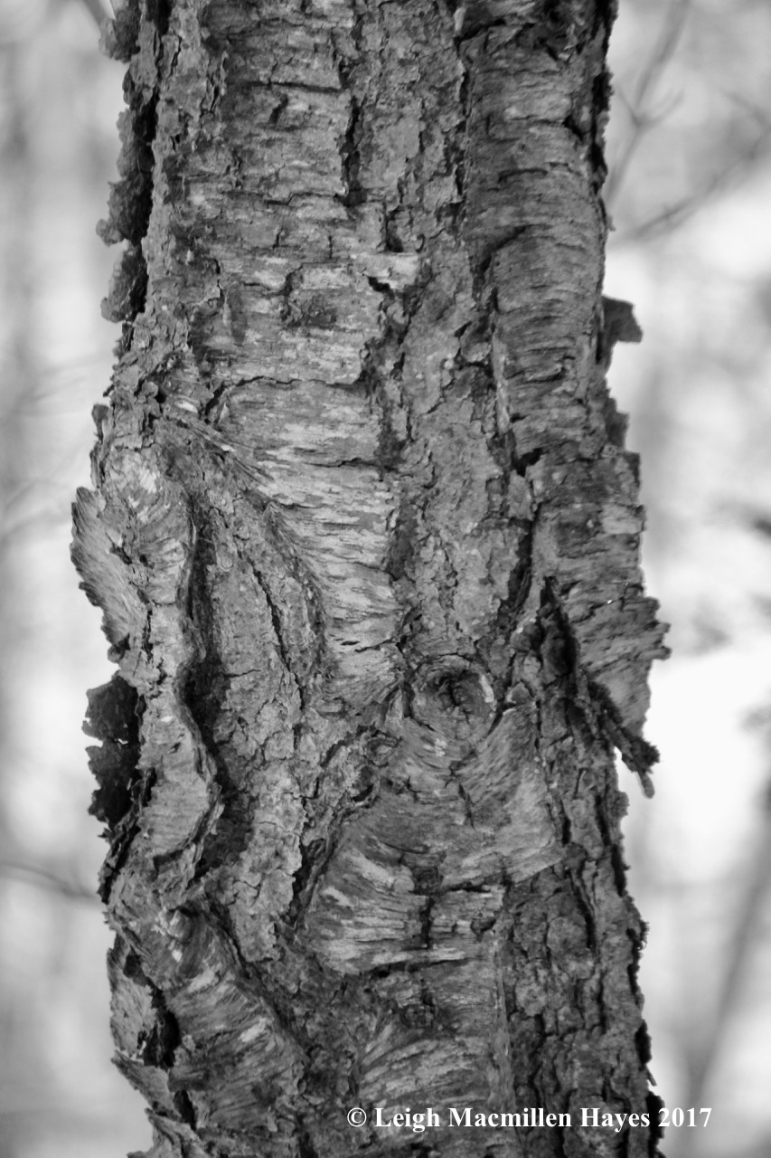 f-cherry bark