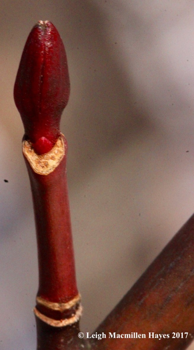 f-striped maple bud1