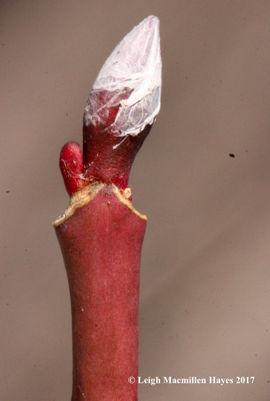 f-striped maple covered