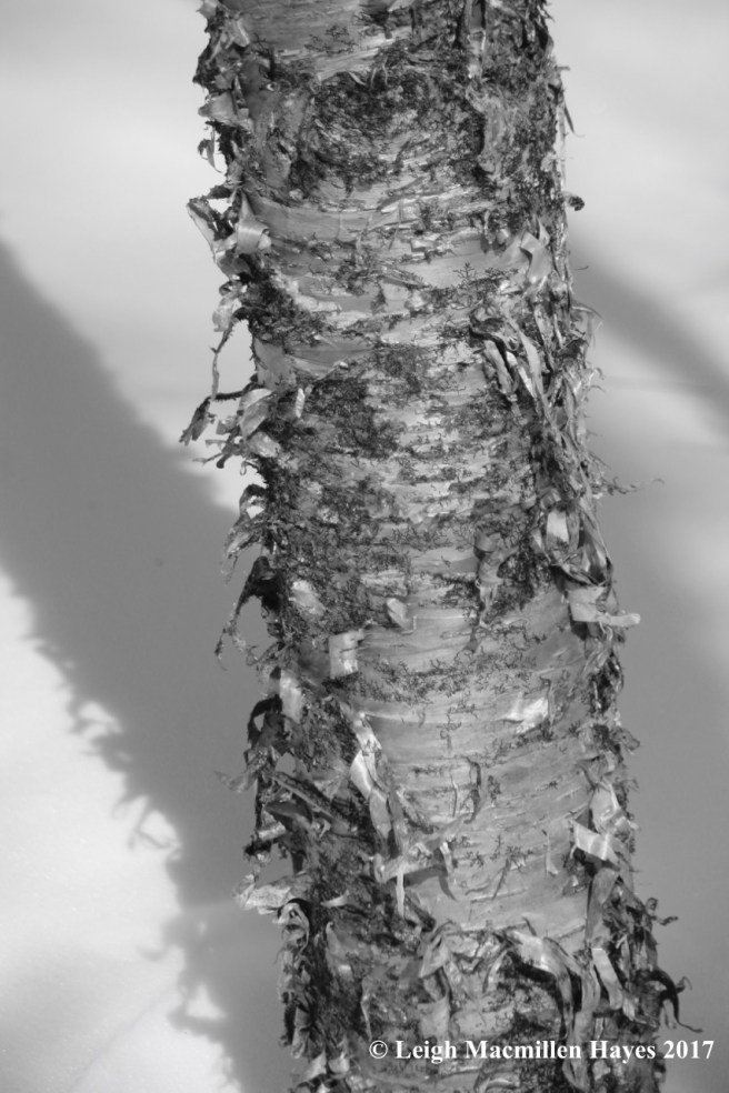 f-yellow birch bark