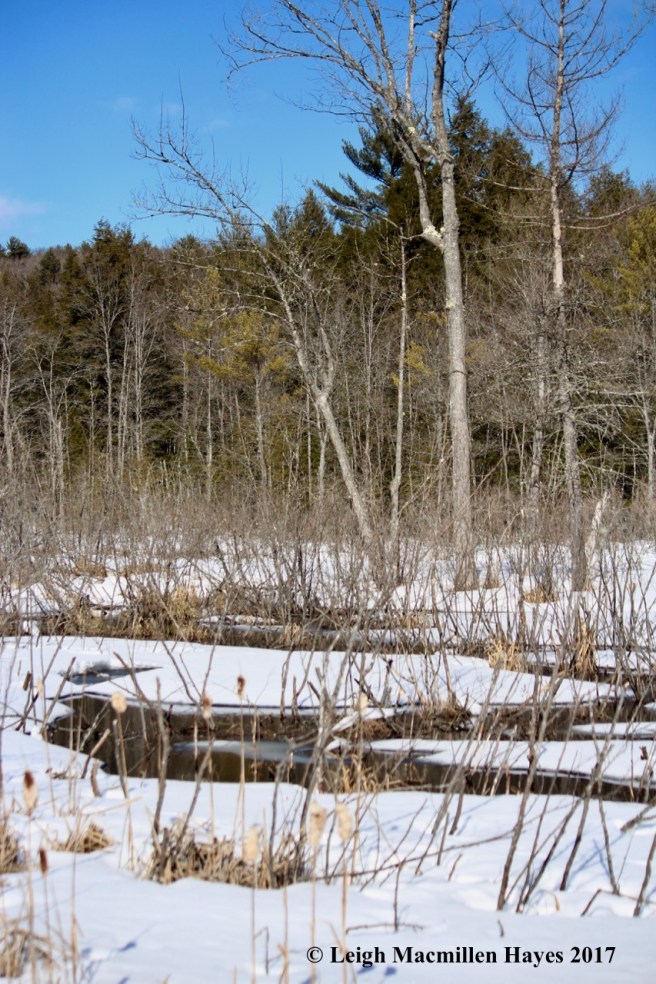 h-beaver-brook-meanders
