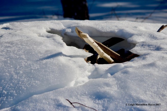 h-beaver-lodge-2-opening
