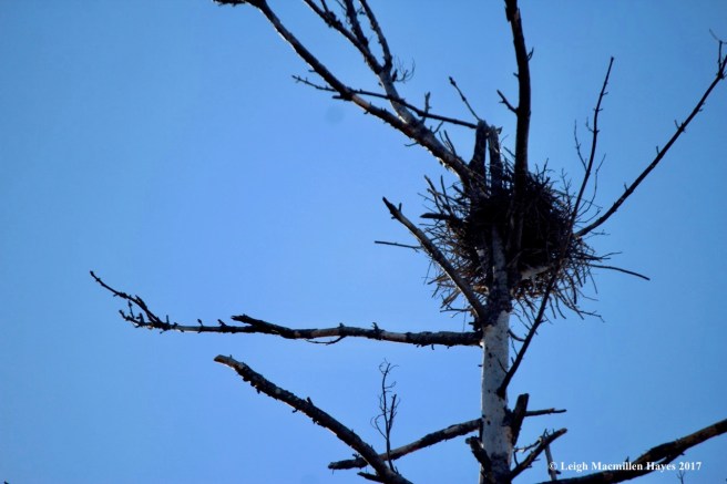 h-heron-nest-3