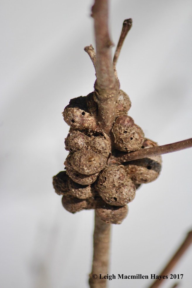 k-oak gall