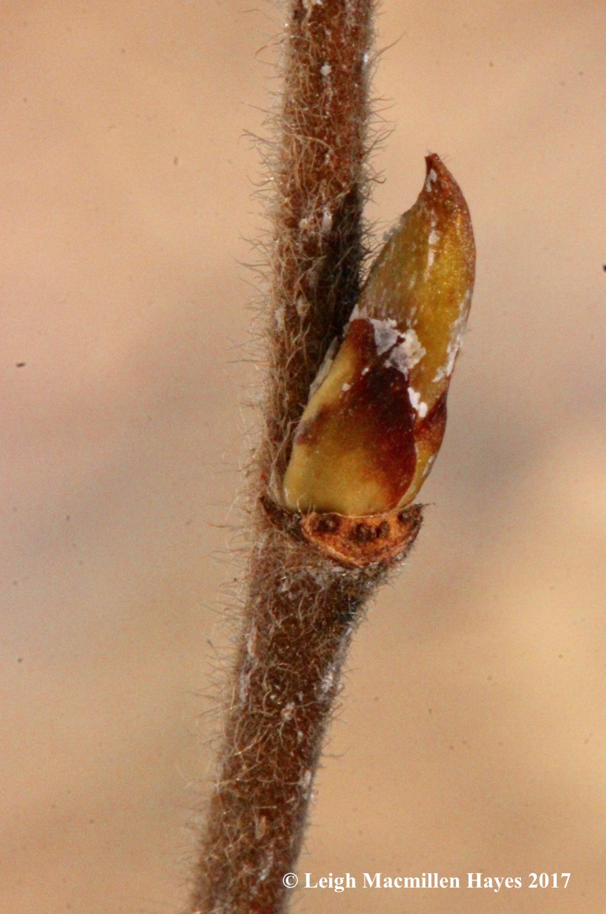 k-paper birch lateral bud