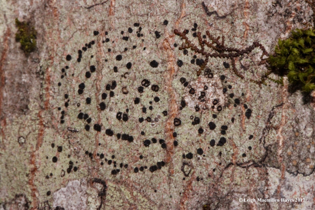 l-crustose, liverwort and moss