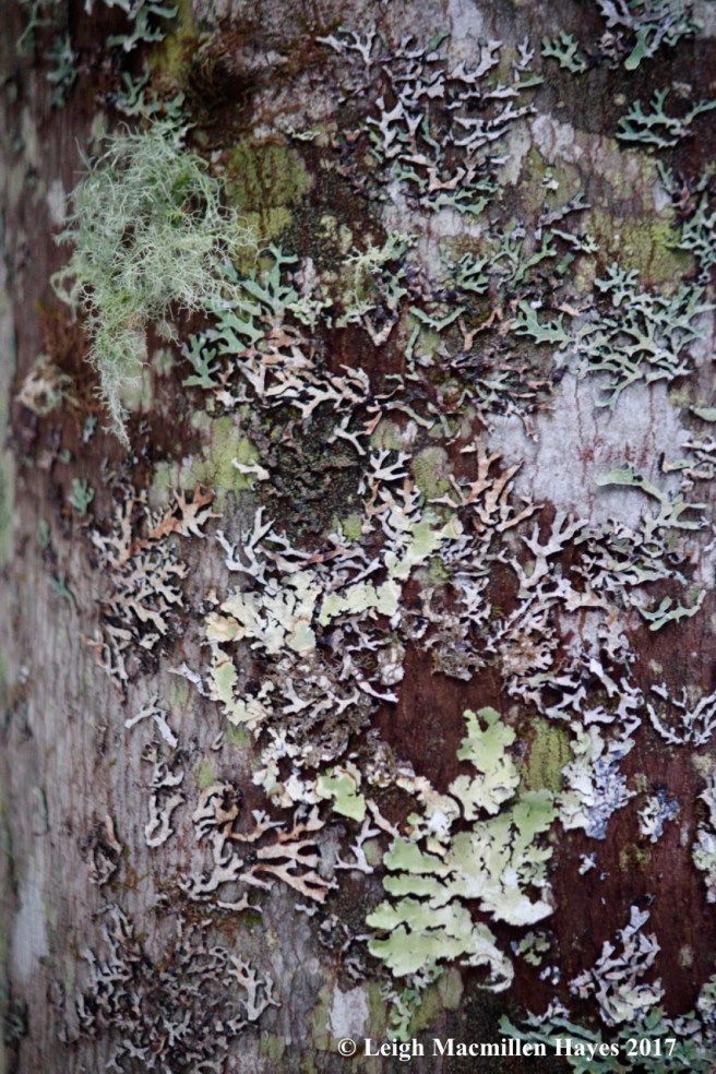 l-lichen garden