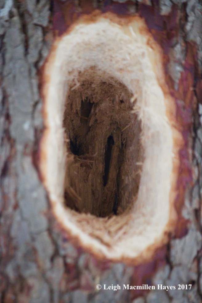l-pileated hole
