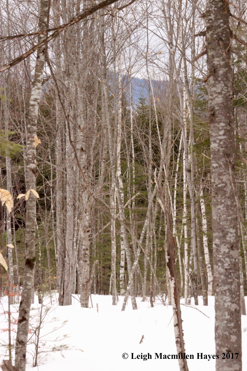 l-Pleasant Mtn in background