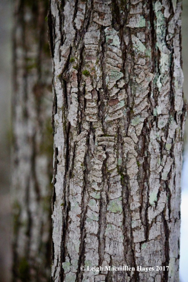 l-red maple bull's eye