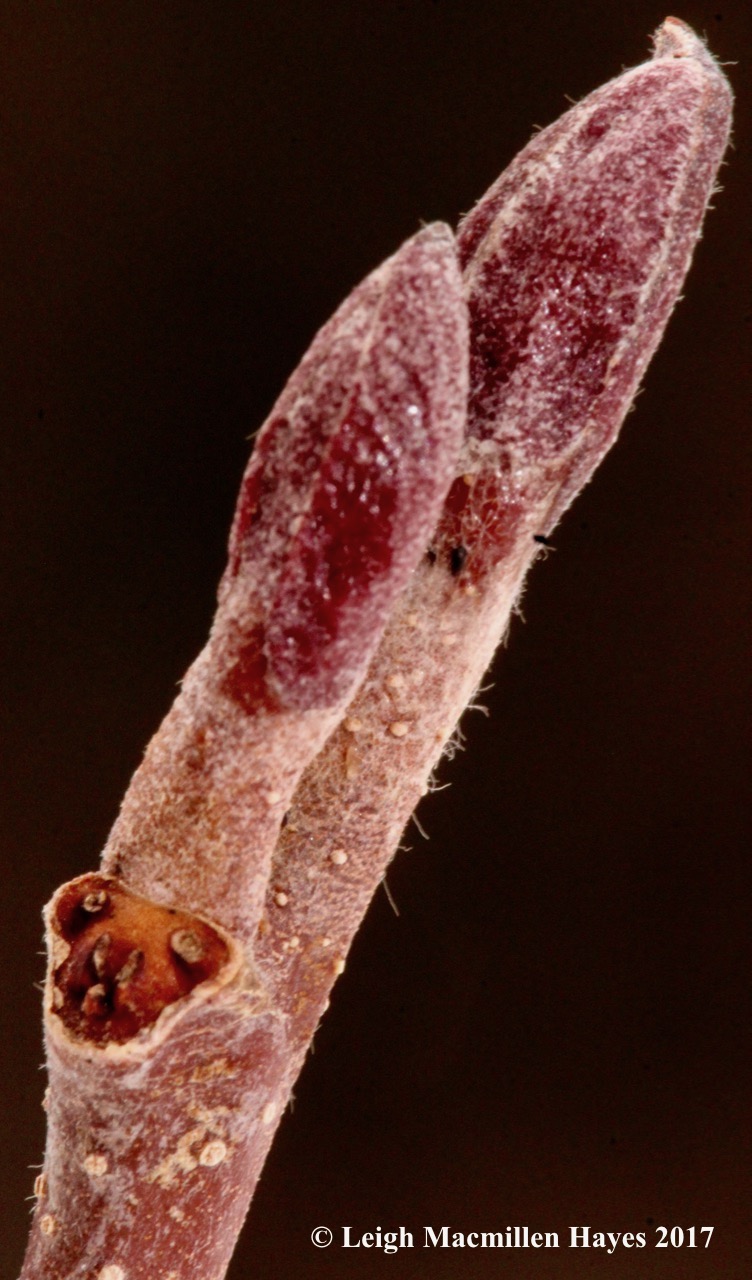 l-speckled buds and leaf scar