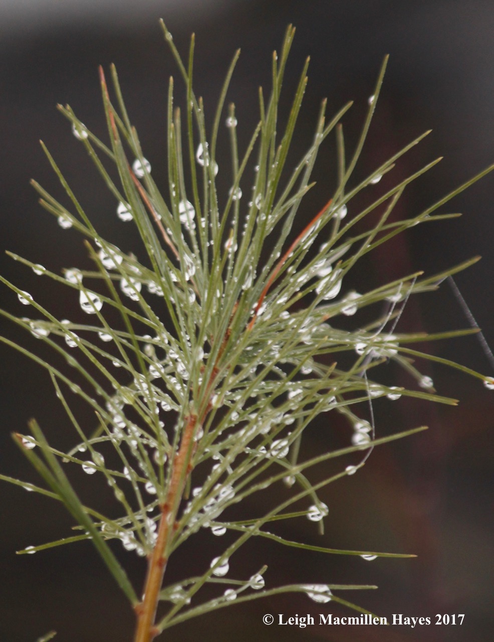 m-preweb-raindrops-and-crosses