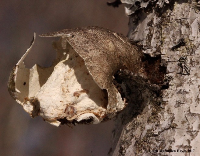 o-birch polypore skeleton