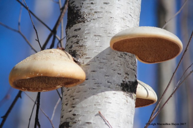 o-birch polypores 2