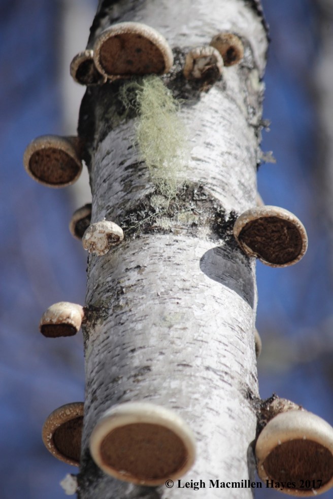 o-birch polypores growing old