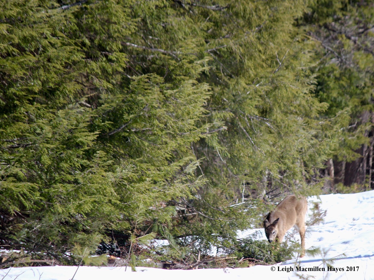 o-deer browsing first