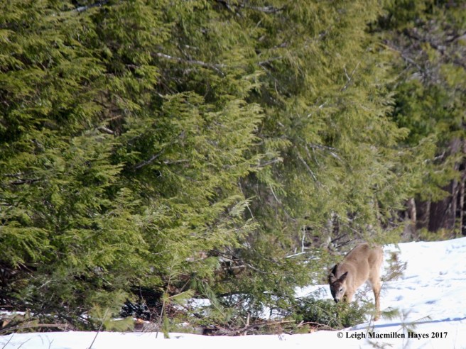 o-deer browsing first