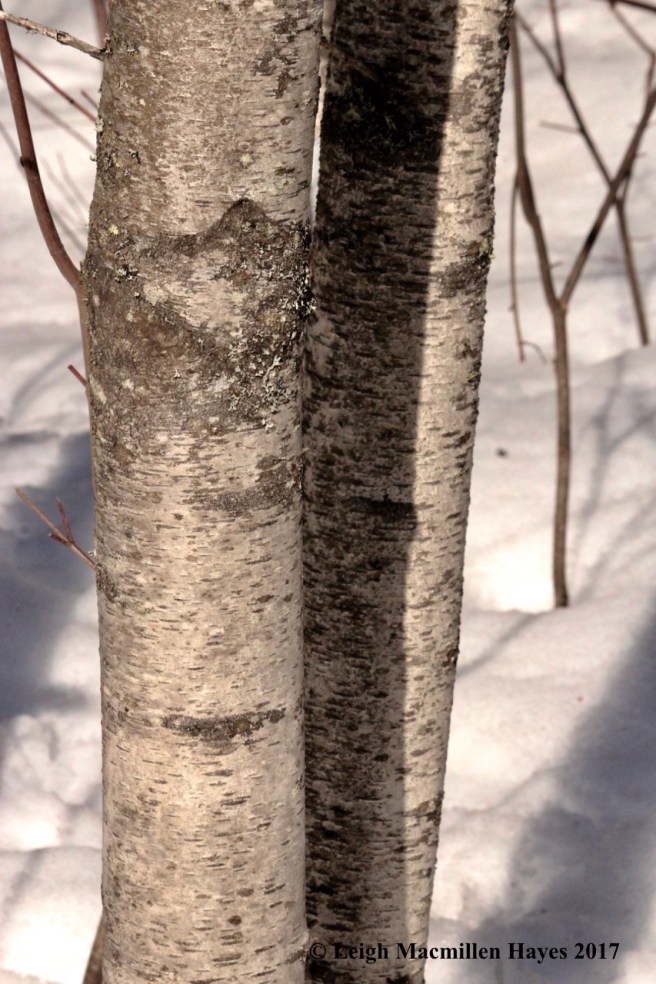 o-dirty gray birch bark