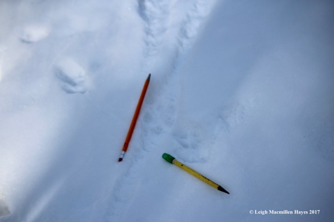 o-gray fox and coyote intersect