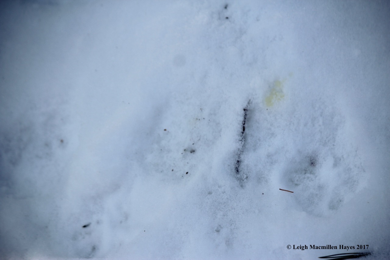 o-gray fox sat and peed