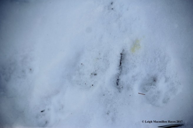 o-gray fox sat and peed