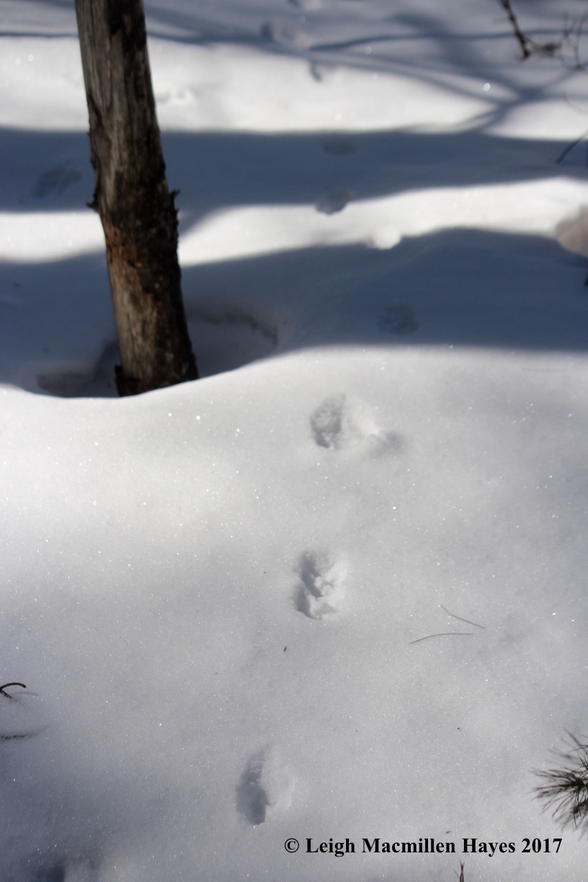 o-gray fox tracks