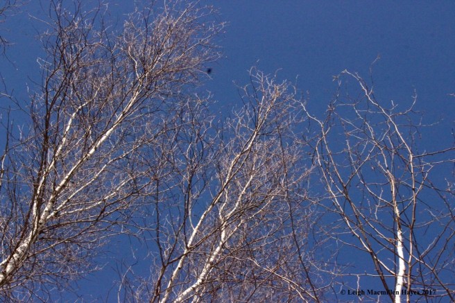 o-gray, left, paper, right