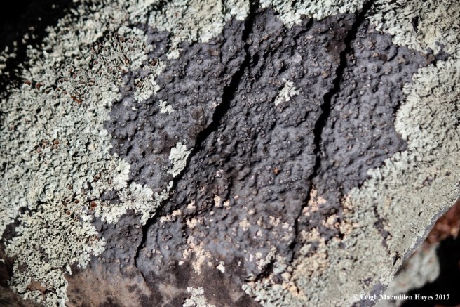 o-rock surface black and pitted