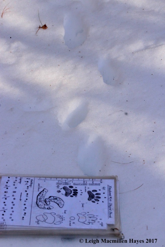 o-skunk tracks