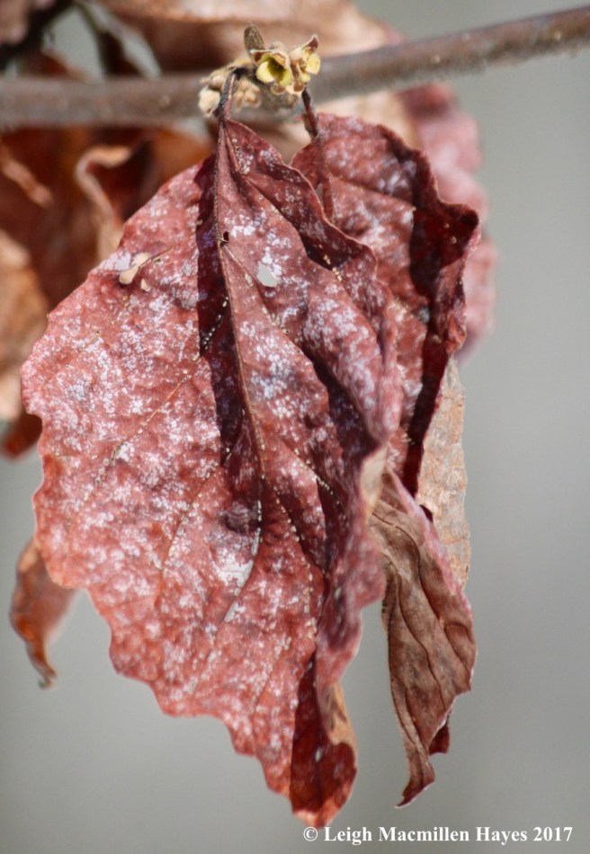 o-witch hazel leaves