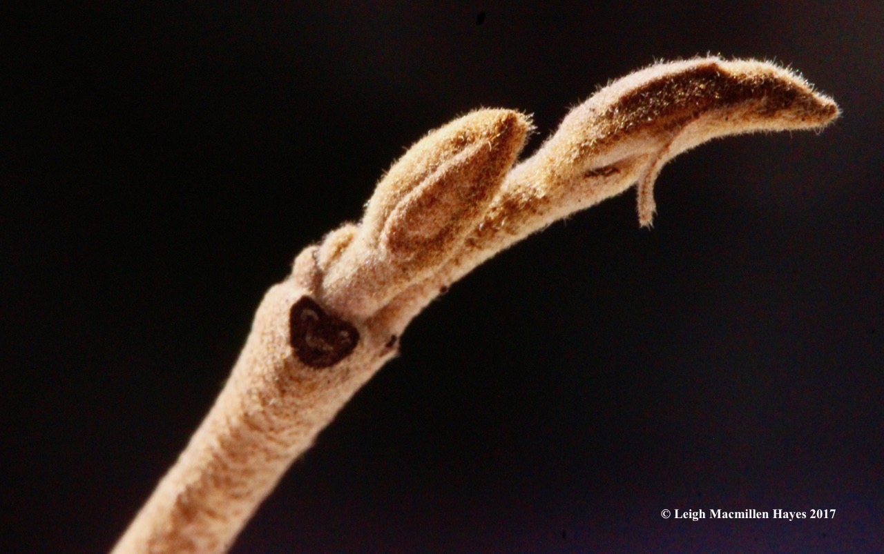 o-witch hazel scalpel